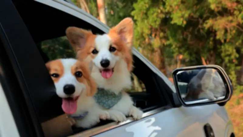 เทรนด์พาสัตว์เลี้ยงเที่ยวโต 13.2% ททท.ชี้ใช้จ่ายเพิ่ม 20% เตรียมตัวอย่างไรให้ปลอดภัย