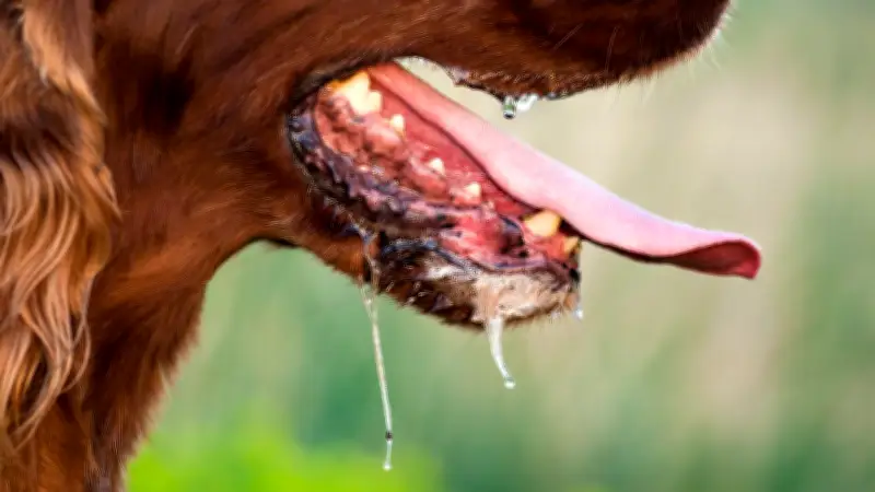 รัฐบาลเตือนภัยโรคพิษสุนัขบ้า พบเชื้อในสัตว์ 50 ตัว เสียชีวิตแล้ว 1 ราย