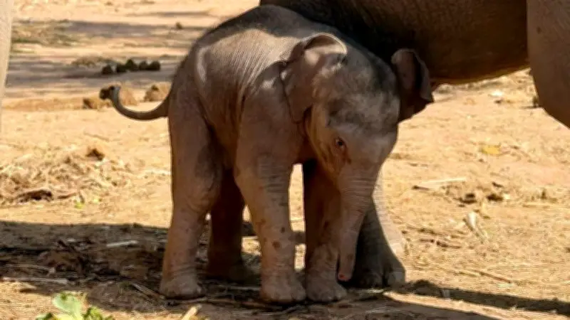 ข่าวดี! 'แม่เปิ้ล' ตกลูกช้างป่า 'น้องกุมภา' สมาชิกตัวที่ 71 ณ ป่าซับลังกา