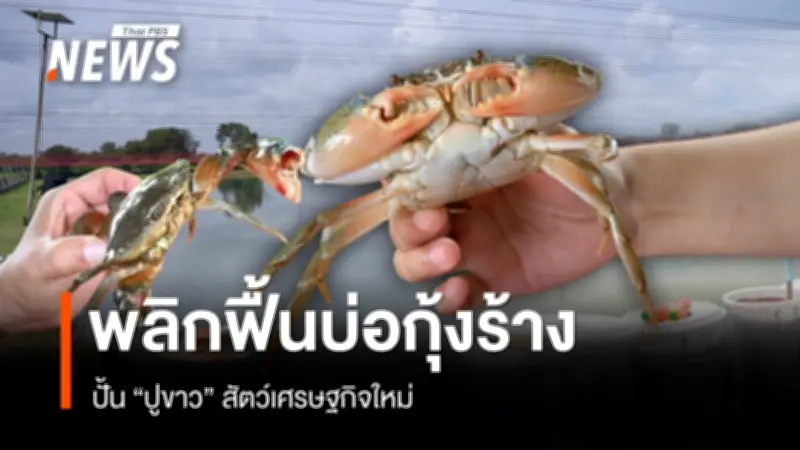 เกษตรกรนครศรีฯพลิกนากุ้งร้างสู่ฟาร์มปูขาวมูลค่าสูง ฟื้นฟูอาชีพ-สิ่งแวดล้อม