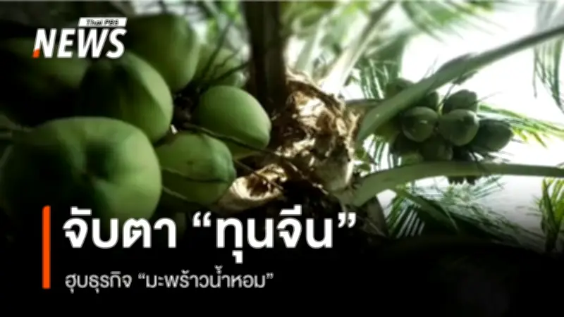 ทุนจีนครองตลาดมะพร้าวน้ำหอมไทย ราคาตกต่ำ-เกษตรกรเดือดร้อน