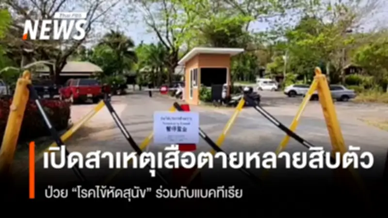 กรมปศุสัตว์ชี้แจงสาเหตุเสือตายหลายสิบตัวที่คุ้มเสือแม่ริม เชียงใหม่ จากโรคไข้หัดสุนัขและแบคทีเรีย