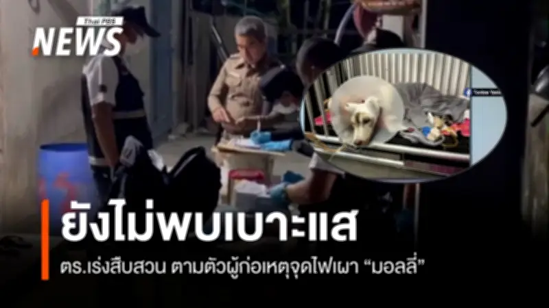 ตำรวจยังไม่พบเบาะแสผู้จุดไฟเผาสุนัขไซบีเรียน 'มอลลี่' เจ้าทำพิธีลอยอังคารท่ามกลางความโศกเศร้า