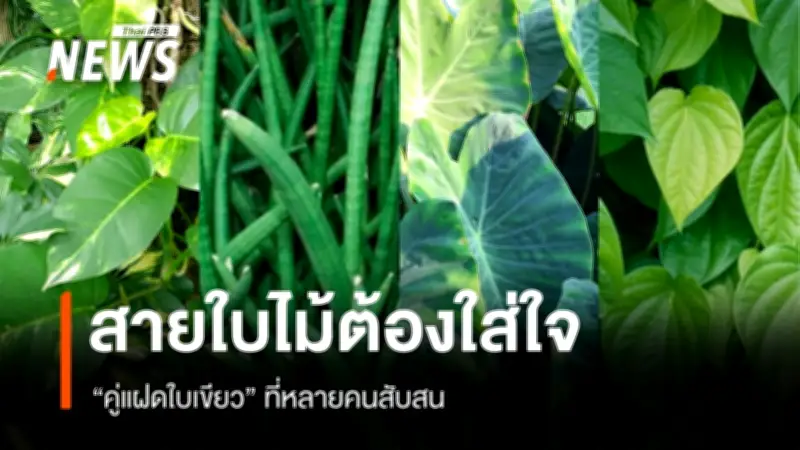 เจาะลึก 'คู่แฝดคนละฝา' ต้นไม้ยอดฮิตในไทย วิธีแยกแยะและดูแลให้ปลอดภัย
