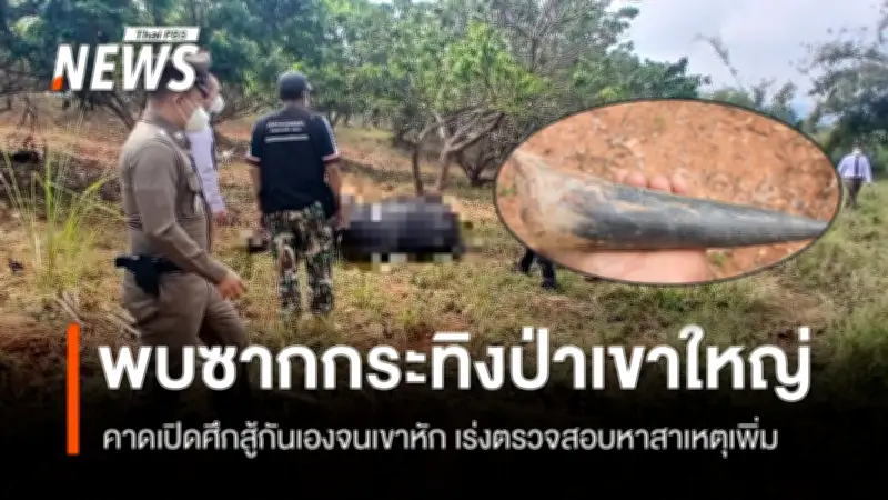 พบซากกระทิงป่าเพศผู้ในสวนลำไย นครราชสีมา สันนิษฐานต่อสู้กันเองจนเขาหัก