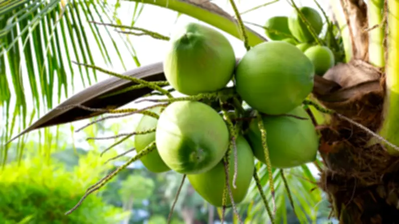 กระทรวงพาณิชย์ลุยแก้วิกฤตราคามะพร้าวน้ำหอมตกต่ำ ตรวจล้งนอมินี-หาตลาดรองรับ