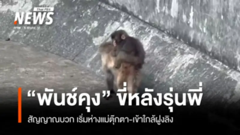 พันช์คุงก้าวสู่ฝูงลิง! ภาพขี่หลัง-เล่นหยอกล้อ สัญญาณดีลดยึดติดแม่ตุ๊กตา