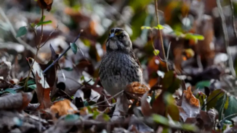 วิกฤตสิ่งแวดล้อมอเมริกาเหนือ! นกหายนับพันล้านตัว เกษตรเข้มข้น-โลกร้อนเร่งสูญพันธุ์