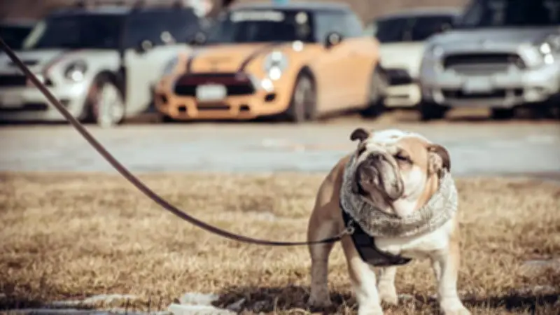 จากนักสู้สู่นักแสดง: เรื่องราวความผูกพันระหว่างหมาบูลด็อกกับรถ MINI