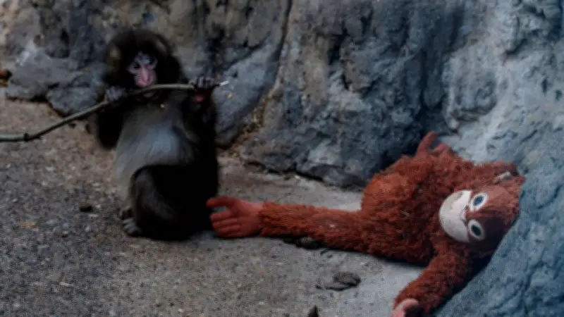 PETA ประณามสวนสัตว์อิชิกาวะ เรียกร้องย้าย 'พันช์คุง' หลังคลิปไวรัลสะท้อนความโดดเดี่ยวของลูกลิงหิมะ