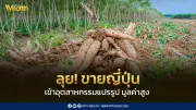 ไทยลุยตลาดญี่ปุ่น ดันส่งออกมันสำปะหลังแปรรูปมูลค่าสูง กระจายความเสี่ยง