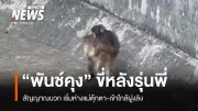 พันช์คุงก้าวสู่ฝูงลิง! ภาพขี่หลัง-เล่นหยอกล้อ สัญญาณดีลดยึดติดแม่ตุ๊กตา