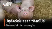 กรมปศุสัตว์เร่งเจรจาสิงคโปร์ มี.ค.นี้ หวังเปิดตลาดส่งออกหมูเพิ่มอีกประเทศ