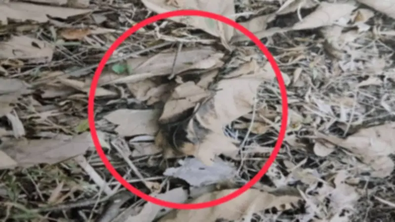 ศาลแพร่ตัดสินเด็ดขาด! 'มือเผาป่า' รายแรก โดนจำคุก 1 ปี 4 เดือน ปรับหลักแสน