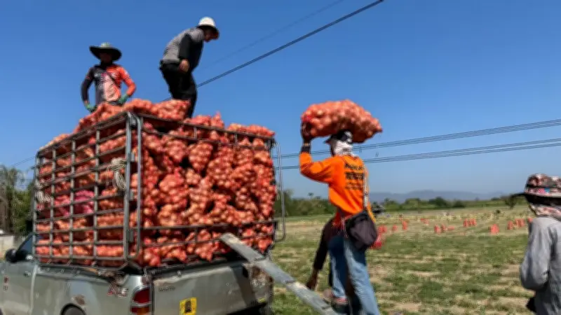 แม็คโคร-โลตัส รับซื้อหอมหัวใหญ่เชียงใหม่ 6,000 ตัน ช่วยพยุงราคาเกษตรกร