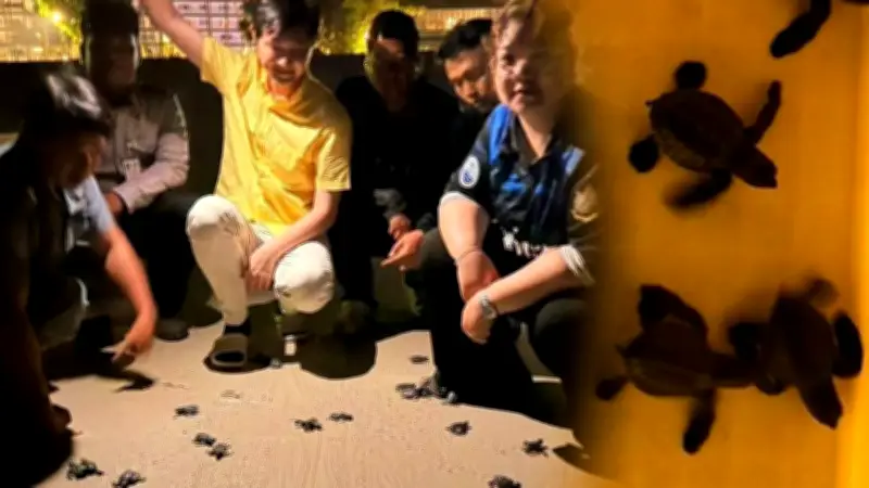 ลูกเต่าหญ้า 81 ตัว ฟักตัววันมาฆบูชา อัตรารอดชีวิตสูงถึง 98.76% ที่หาดป่าตอง