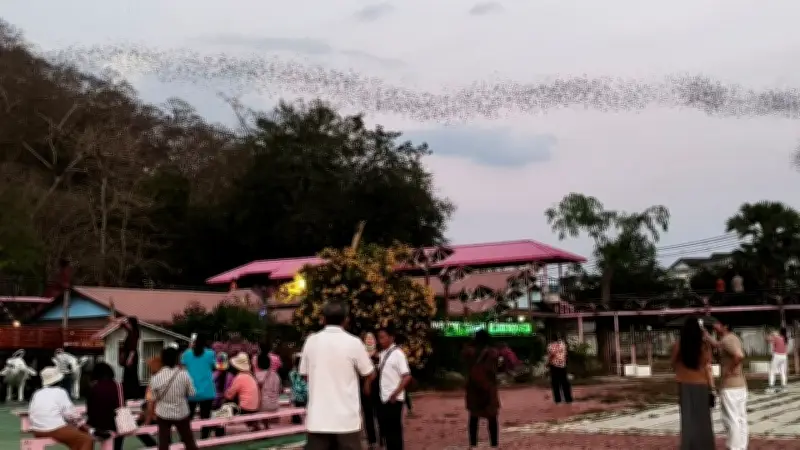 นักท่องเที่ยวแห่ชมฝูงค้างคาวนับร้อยล้านตัวบินออกจากถ้ำราชบุรี สร้างปรากฏการณ์ธรรมชาติตระการตา