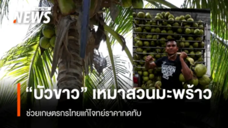 บัวขาว บัญชาเมฆ ประกาศพักสังเวียนชั่วคราว ช่วยเกษตรกรสวนมะพร้าวรับวิกฤตราคาตกต่ำ