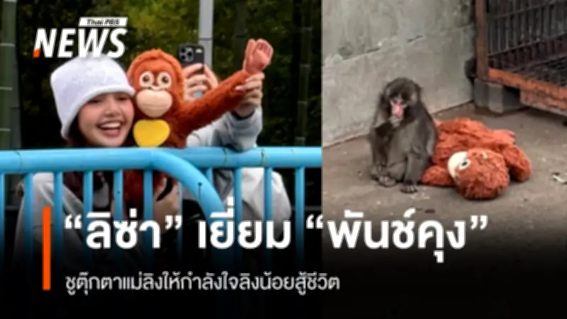 ลิซ่าแบล็คพิงค์เยี่ยม 'พันช์คุง' ลิงน้อยสู้ชีวิตในญี่ปุ่น ส่งกำลังใจผ่านตุ๊กตาแม่ลิง