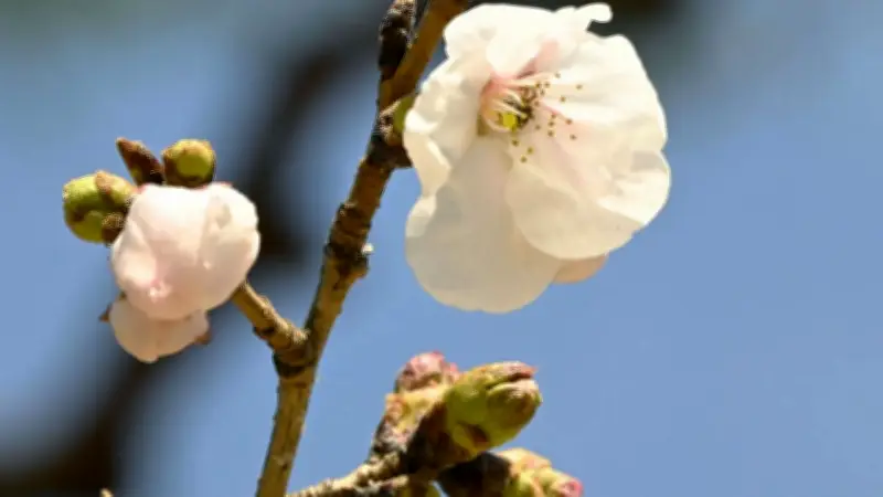 ญี่ปุ่นประกาศฤดูชมดอกซากุระเริ่มต้นอย่างเป็นทางการแล้ว