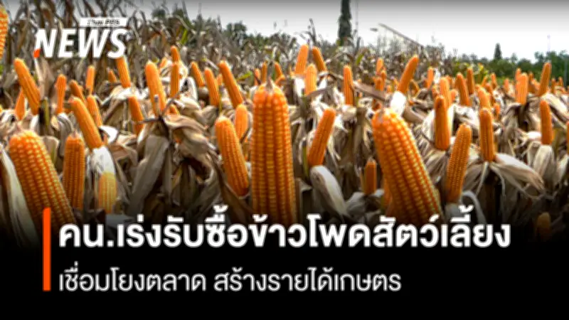 กรมการค้าภายในเร่งขับเคลื่อนรับซื้อข้าวโพดเลี้ยงสัตว์ปลอดการเผา สร้างรายได้ยั่งยืนให้เกษตรกร