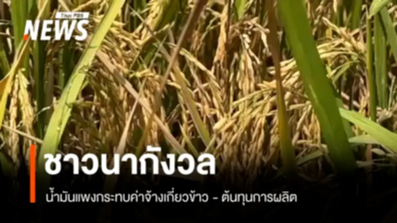 ชาวนาวิตกน้ำมันแพงกระทบค่าจ้างเก็บเกี่ยว-ต้นทุนพุ่ง ร้องรัฐช่วยเหลือด่วน