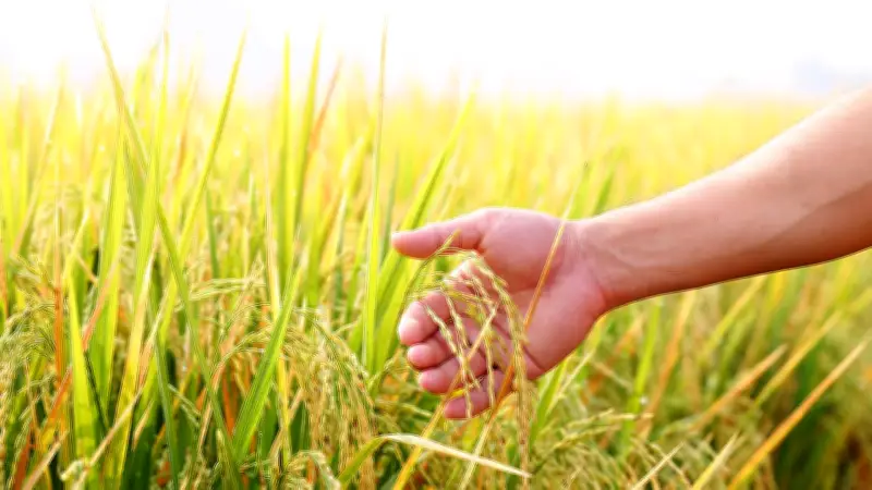 ศรัทธาแม่พระโพสพหยั่งรากลึก เชื่อบารมีช่วยพ้นความจนและวิกฤติชีวิต