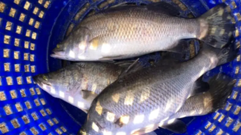 ปลากะพงสองน้ำสมุทรปราการ ขึ้นทะเบียน GI ใหม่ ตั้งเป้าตลาดพรีเมียมมูลค่ากว่า 500 ล้าน