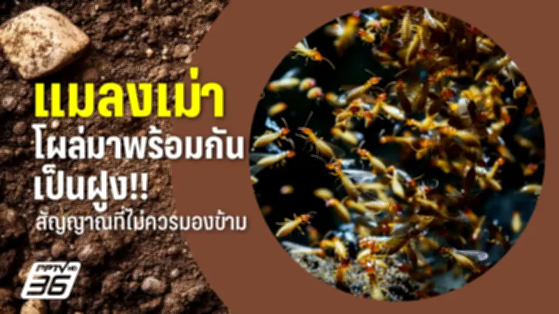 ไลฟ์สไตล์คนเมืองเปลี่ยน! เทรนด์ 'Workation' ฮิต ทำงานท่องเที่ยวไปด้วย