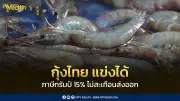กุ้งไทยฟื้นตัวสู้ภาษีทรัมป์ 15% ส่งออกทะลุ 4 แสนตัน เกษตรกรมั่นใจผลผลิตสูง
