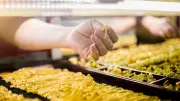 ราคาทองวันนี้ 21 มี.ค. 69 ปรับลด 1,900 บาท ทองรูปพรรณขายออกบาทละ 71,250 บาท
