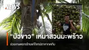 บัวขาว บัญชาเมฆ ประกาศพักสังเวียนชั่วคราว ช่วยเกษตรกรสวนมะพร้าวรับวิกฤตราคาตกต่ำ