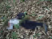 สตูลเตรียมพร้อมรับมือน้ำท่วมฉับพลัน หลังกรมอุตุฯ เตือนฝนตกหนัก-น้ำป่าไหลหลาก