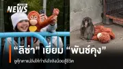 ลิซ่าแบล็คพิงค์เยี่ยม 'พันช์คุง' ลิงน้อยสู้ชีวิตในญี่ปุ่น ส่งกำลังใจผ่านตุ๊กตาแม่ลิง