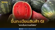 กรมทรัพย์ฯ ขึ้นทะเบียน GI “แตงโมหวานยโสธร” สร้างมูลค่าทางเศรษฐกิจกว่า 48 ล้านบาท