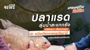 ปลาแรดลุ่มน้ำสะแกกรังอุทัยธานี สินค้า GI เอกลักษณ์ท้องถิ่น สร้างรายได้ชุมชนยั่งยืน