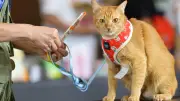 Thailand Cat Lovers Fair 2026 เตรียมเปิดฉาก! ชมแมวไทยมงคล 5 สายพันธุ์ และกิจกรรมสุดพิเศษ