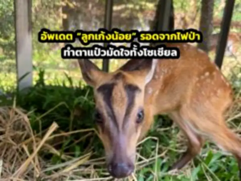 เปิดตัว 'แอปพลิเคชันเที่ยวไทย' กระตุ้นการท่องเที่ยวในประเทศ หลังวิกฤตโควิด-19