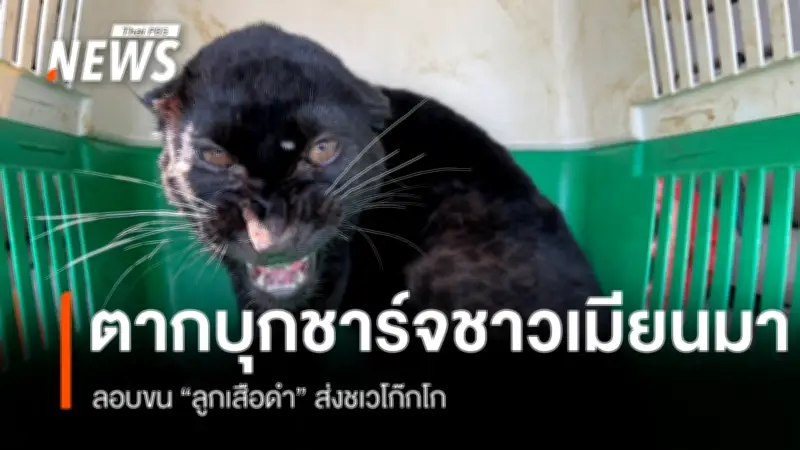 ตร.บุกจับชาวเมียนมาในแม่สอด พบขนลูกเสือดำส่งชเวโก๊กโก่ แลกค่าจ้าง 25,000 บาท