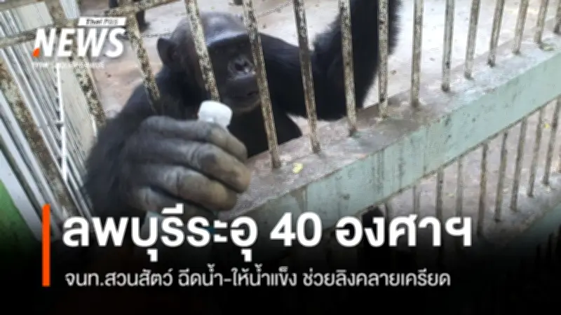 ลิงสวนสัตว์ลพบุรีเผชิญวิกฤตความร้อน 40 องศา เจ้าหน้าที่เร่งฉีดน้ำ-ให้น้ำแข็งคลายเครียด
