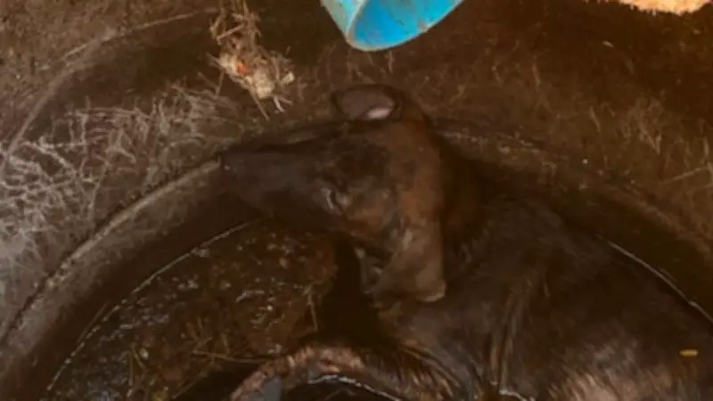 สลด! หญิง 67 โรยตัวลงบ่อเกรอะช่วยสุนัข ขาดอากาศหายใจดับ