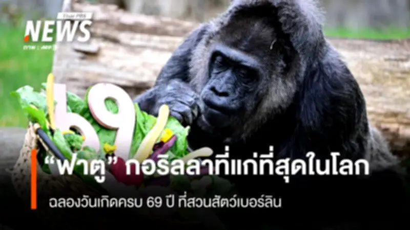 สวนสัตว์เบอร์ลินจัดงานฉลองวันเกิดปีที่ 69 ให้ 'ฟาตู' กอริลลาอายุมากที่สุดในโลก