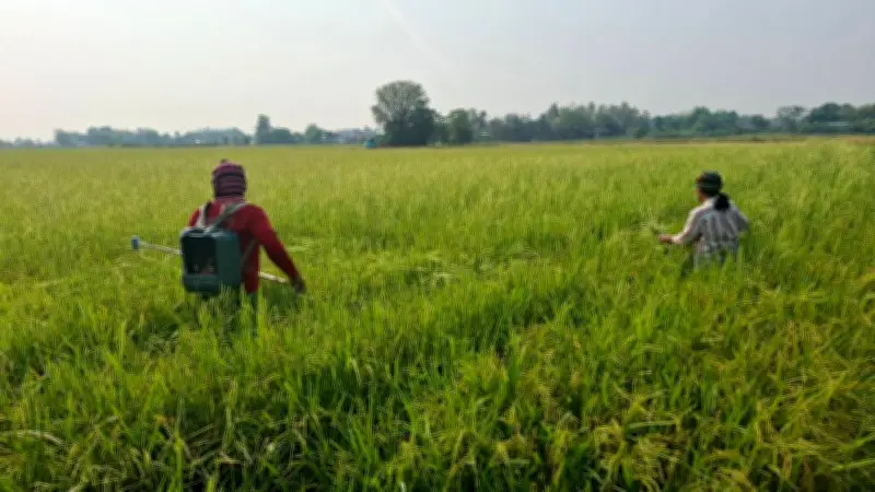 ชาวนาวัย 70 ปีตัดพ้อน้ำมันลิตรละ 50 กว่าบาท แพงจนต้องหยุดทำนา หวังรัฐบาลแก้ปัญหา