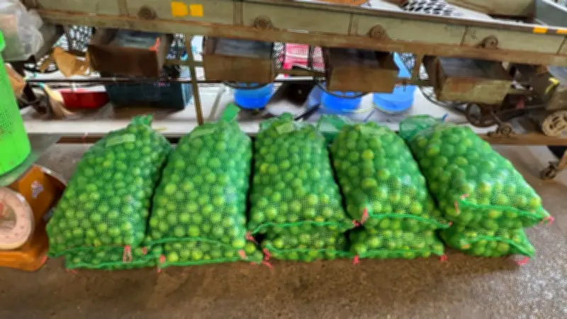 พิษน้ำมันแพงซัดหนัก! มะนาวพุ่งลูกละ 8 บาท แม่ค้าขอนแก่นเผยต้นทุนขนส่งเที่ยวละ 1,000 บาท