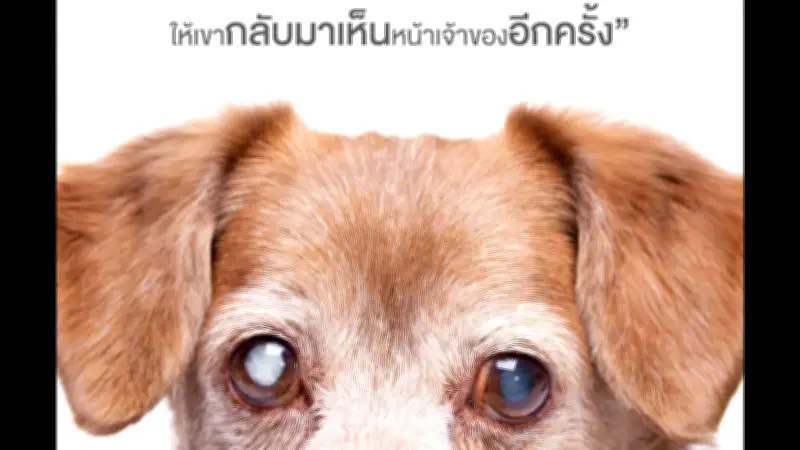 โรงพยาบาลสัตว์ทองหล่อขยายสาขา พร้อมเปิดแคมเปญผ่าตัดต้อกระจกช่วยสัตว์เลี้ยง
