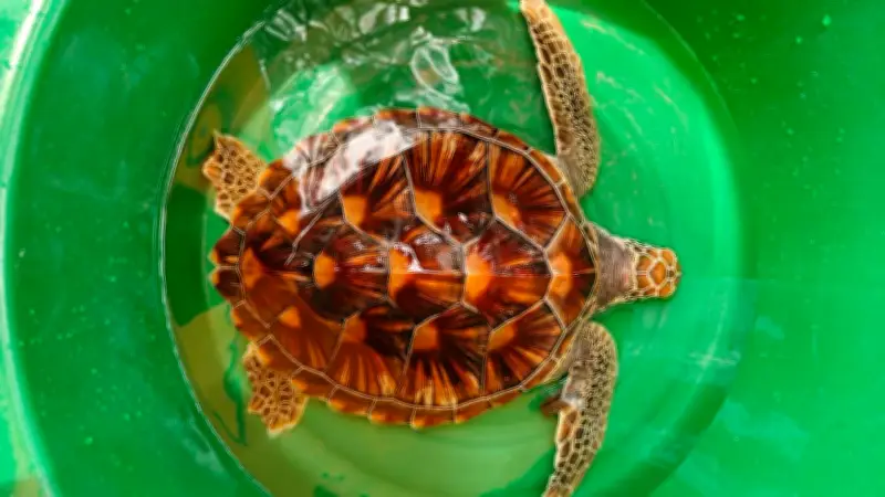 ฮือฮา! พบเต่าตนุสัตว์ทะเลหายากเกยตื้นหาดกมลาภูเก็ต