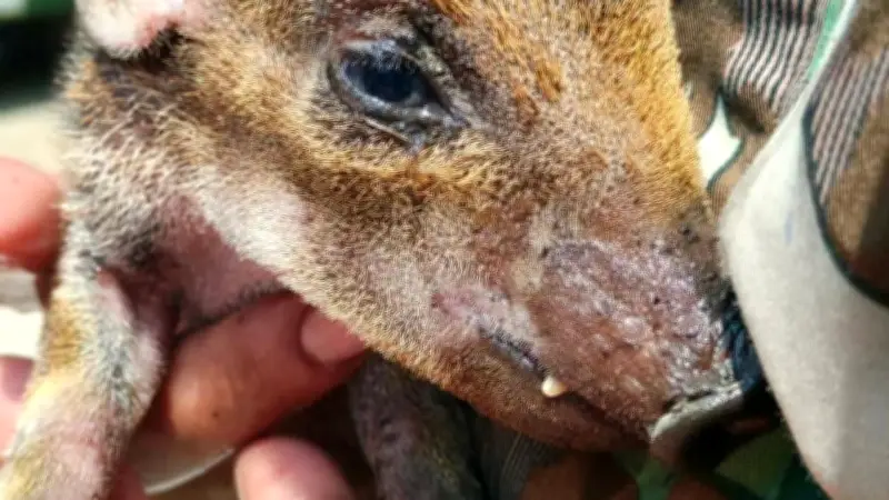 ลูกหมูป่ารอดชีวิตจากไฟป่าเขาหลวง เชียงดาว เจ้าหน้าที่เร่งดับไฟต่อเนื่อง