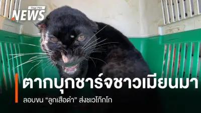 ตร.บุกจับชาวเมียนมาในแม่สอด พบขนลูกเสือดำส่งชเวโก๊กโก่ แลกค่าจ้าง 25,000 บาท