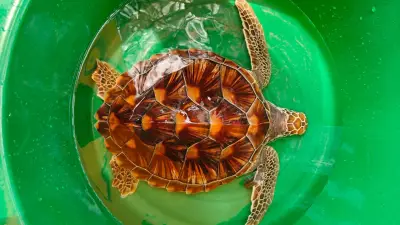 ฮือฮา! พบเต่าตนุสัตว์ทะเลหายากเกยตื้นหาดกมลาภูเก็ต