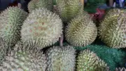 พ่อค้าแม่ค้าทุเรียนบุรีรัมย์มั่นใจลูกละ 100 บาทไม่กระทบยอดขาย